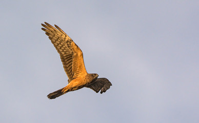 Montagu's Harrier (Circus pygargus). Greece