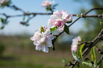 Naklejka na ściany i meble Pink apple tree flowers at the branch in spring