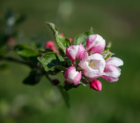 Fototapeta na wymiar Pink apple tree flowers at the branch in spring