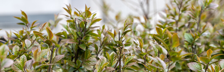 Close-up of a spring fresh young leaf on a tree branch. The concept of the awakening of nature, the spring sowing season.