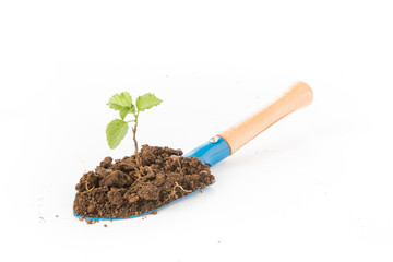 Growing young plant with garden shovel on white background
