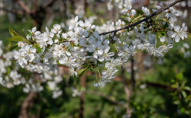 White apple tree flowers at the branch in spring