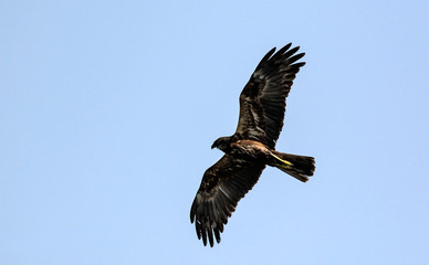 Marsh Harrier (Circus aeroginosus), Crete