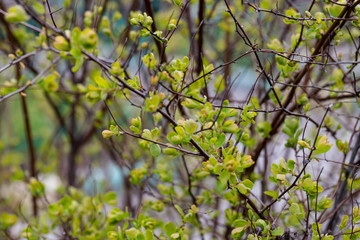 Close-up of a spring fresh young leaf on a tree branch. The concept of the awakening of nature, the spring sowing season.