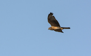 Pallid Harrier (Circus macrourus), Crete