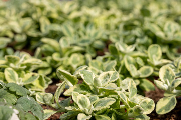 green seedlings of flower in a greenhouse