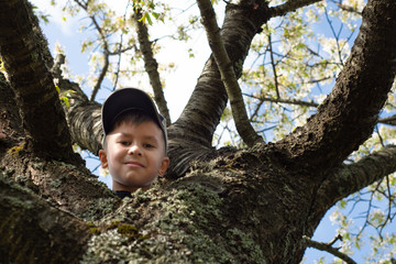 Portrait of a boy posing on a tree
