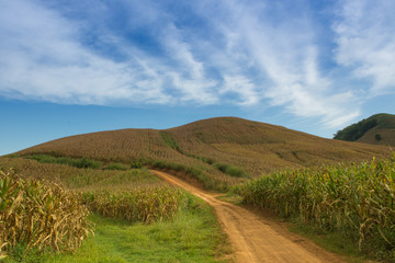 Corn field