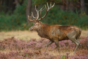 Red deer stag in the rutting season on the heath in the forest of National Park Hoge Veluwe in the Netherlands