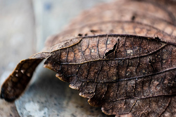 Close Up Of Leaf