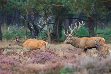 Red deer stag following a female in the rutting season on the heath in the forest of National Park Hoge Veluwe in the Netherlands