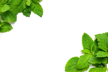 Fresh green leaves of mint, lemon balm, peppermint isolated on white background top view copy space. Mint leaf texture. Ecology natural layout. Mint leaves pattern spearmint herbs nature background © olgaarkhipenko