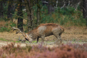 Red deer stag taking a mud bath in the rutting season on the heath in the forest of National Park Hoge Veluwe in the Netherlands