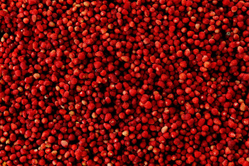 Scattering of ripe wild strawberries