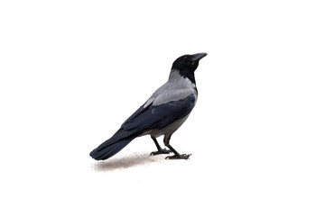 single gray crow , isolated on a white background