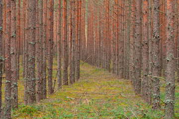 Fototapety na wymiar - Fototapeta24.pl
