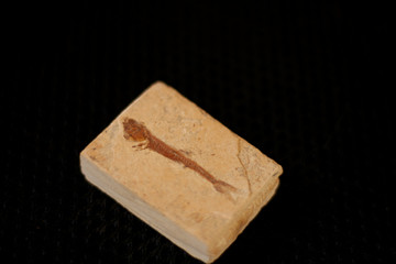 Prehistoric fish fossil on rock in black background