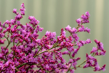 Obraz premium small purple flowers close up on blurred background