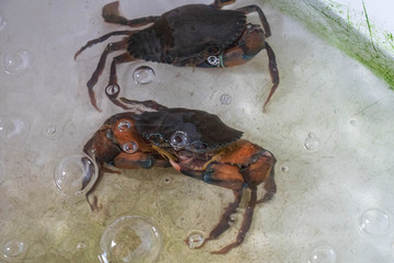 Two blue horse crabs tied in a plastic basin waiting to be served in Thai seafood restaurant.