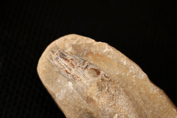 Prehistoric fish fossil on rock in black background
