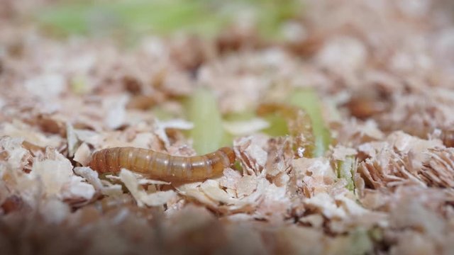 A time-lapse video of a worm eating cabbage