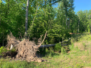 Cary, North Carolina, USA - April 27, 2020: fallen tree behind a green way in residential area after a strong thunderstorm