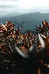autumn leaves on the ground