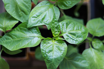 seedlings on the windowsill. sweet pepper cultivation