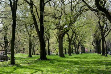 Central Park, Manhattan, New York City in spring