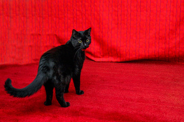 Black cat brom behind on a red background