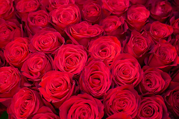 Background of beautiful red roses close up. Flowers