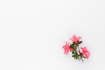 Minimal style photography. Pink flowers on white background , natural creative composition top view background with copy space for your text. Flat lay.