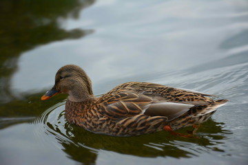 le canard nageant