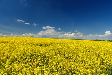 Obraz premium Ackerbau in Burgenland