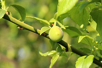 Obraz premium 매실나무에 열린 매실열매 