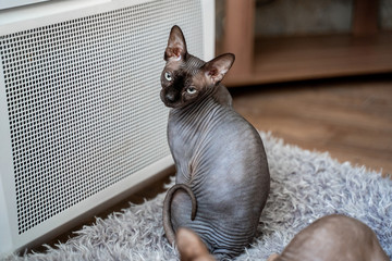 one cat is dark, the sphinx breed sits by the heater and warms up. The heating season is over