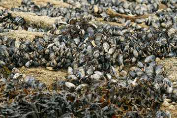 Mussels on a beach together wih algae