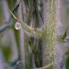Thistle thorn