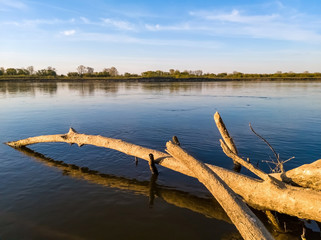 Fototapeta na wymiar Falen tree in Vistula (Wisła) river at sunset, vicinity of Warsaw, Poland