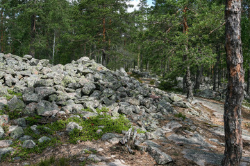 Pile of rocks in a forest