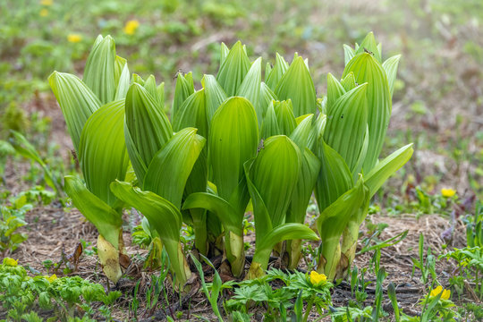Grass with large green leaves of false hellebore, corn lilies or Veratrum on lawn with yellow flowers
