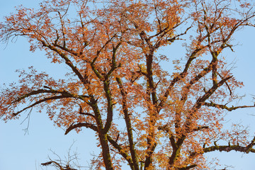Big tree branches on sky background at autumn time.