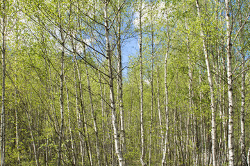 Beautiful view of the birch  forest in the spring day. Closeup.