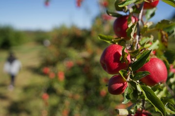 Apple picking in NY