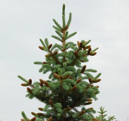 Spruce is a fresh tree with cones against a cloudy sky