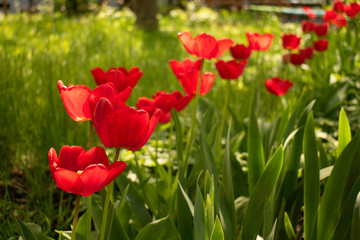 Beautiful and colorful tulips of all kind bloom in full power in the deserted parks and lanes of Sofia during corona virus isolation measures. 