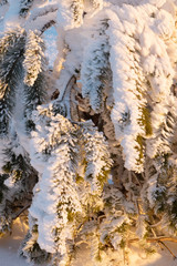pine branches under the snow