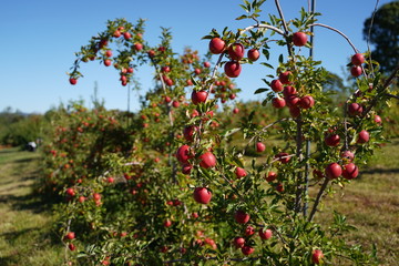 Apple picking in NY