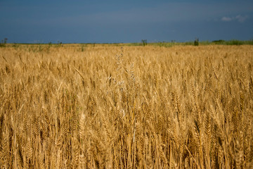 field of wheat