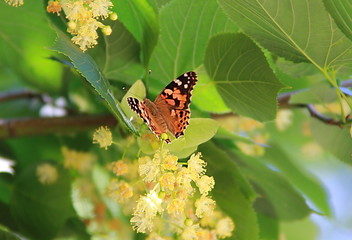 butterfly on a flower